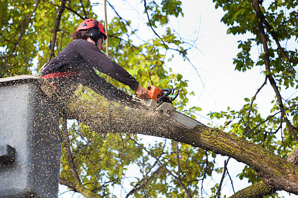 Best Stump Grinding and Removal  in Sandston, VA